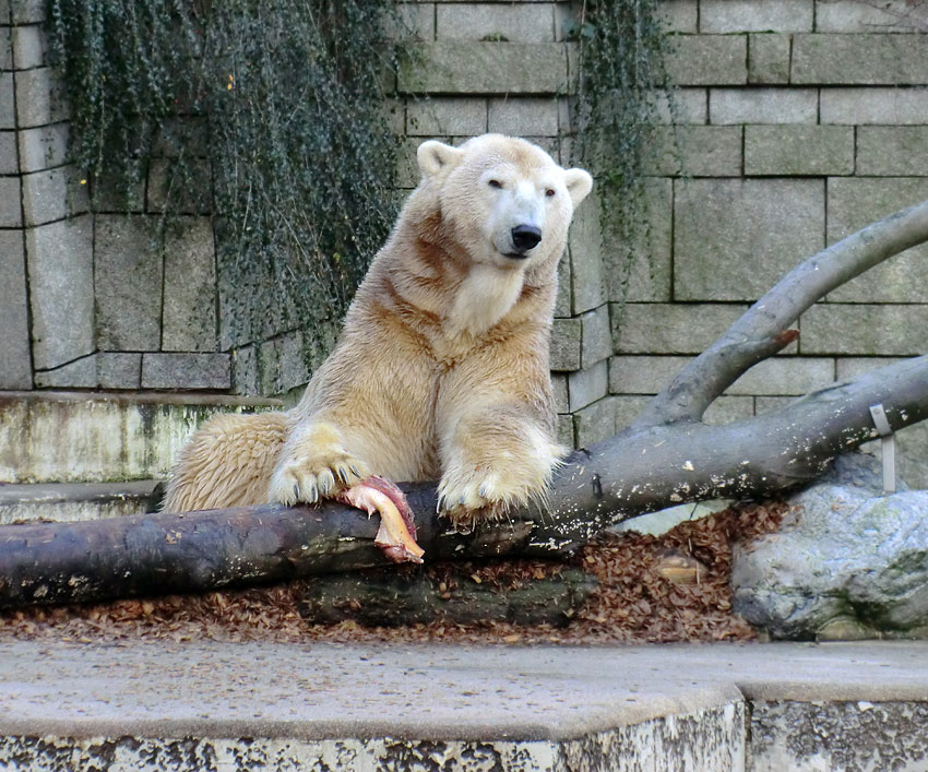 Eisbär LARS am 28. Dezember 2011 im Wuppertaler Zoo