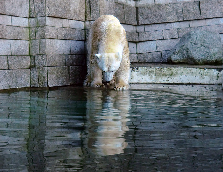 Eisbär LARS am 6. Januar 2012 im Zoo Wuppertal
