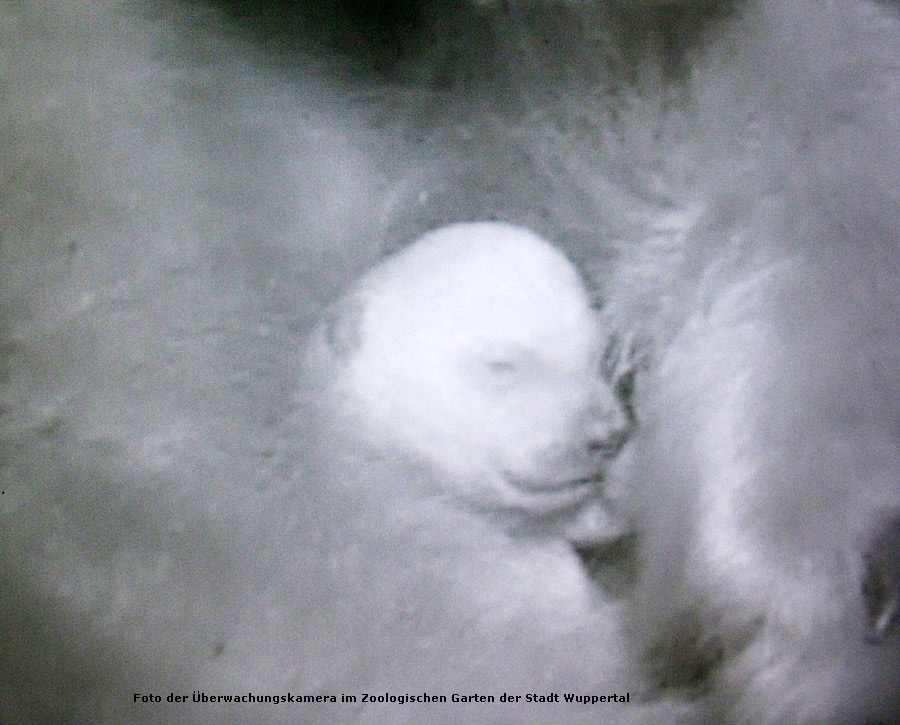 Eisbärjungtier Anori im Januar 2012 im Zoologischen Garten Wuppertal (Foto der Überwachungskamera im Zoologischen Garten der Stadt Wuppertal)