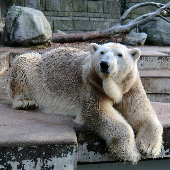 Eisbär LARS auf der großen Freianlage für Eisbären am 17. Januar 2012 im Wuppertaler Zoo