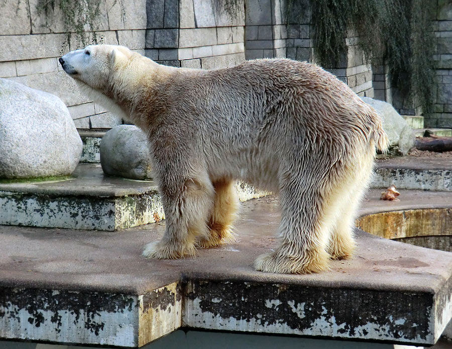 Eisbär LARS am 17. Januar 2012 im Zoo Wuppertal