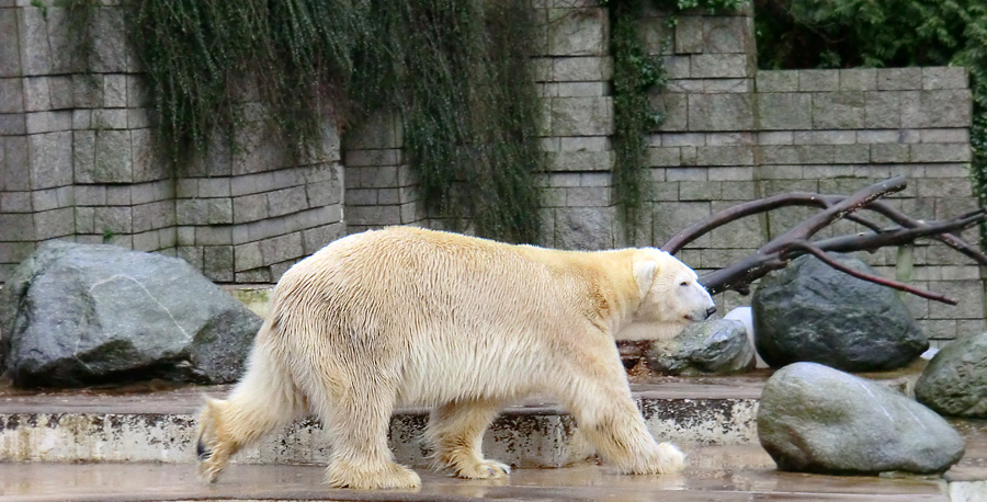 Eisbär LARS am 21. Januar 2012 im Zoologischen Garten Wuppertal