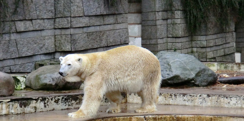 Eisbär LARS am 21. Januar 2012 im Wuppertaler Zoo