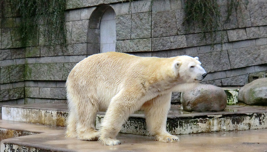 Eisbär LARS am 21. Januar 2012 im Zoo Wuppertal