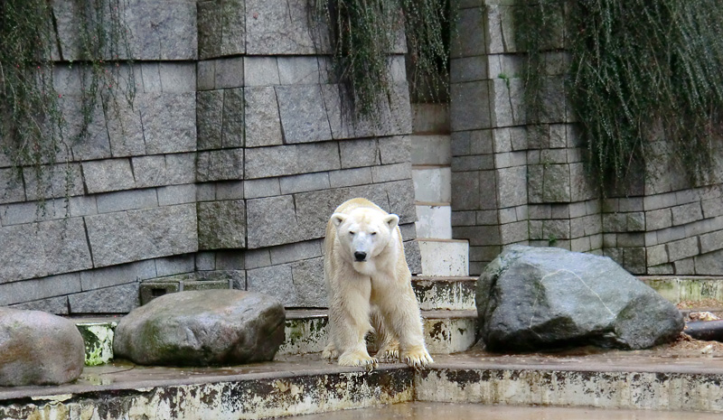 Eisbär LARS am 21. Januar 2012 im Zoologischen Garten Wuppertal