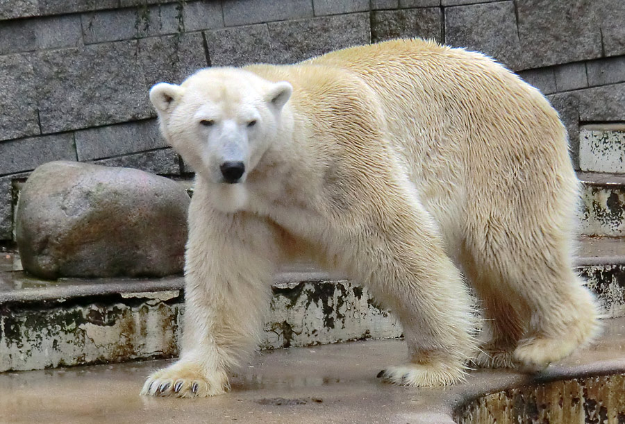 Eisbär LARS am 21. Januar 2012 im Wuppertaler Zoo