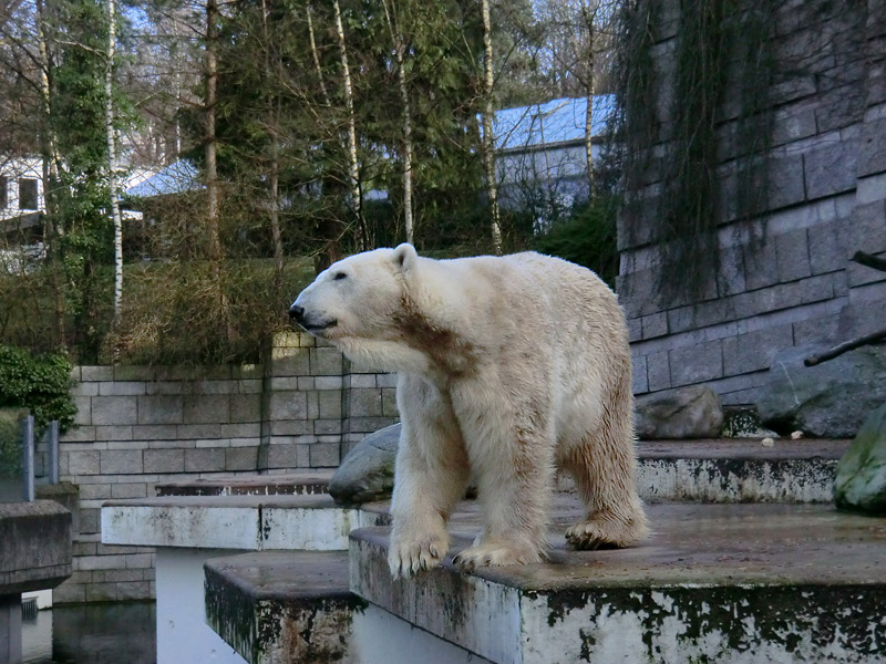 Eisbär LARS am 28. Januar 2012 im Zoo Wuppertal