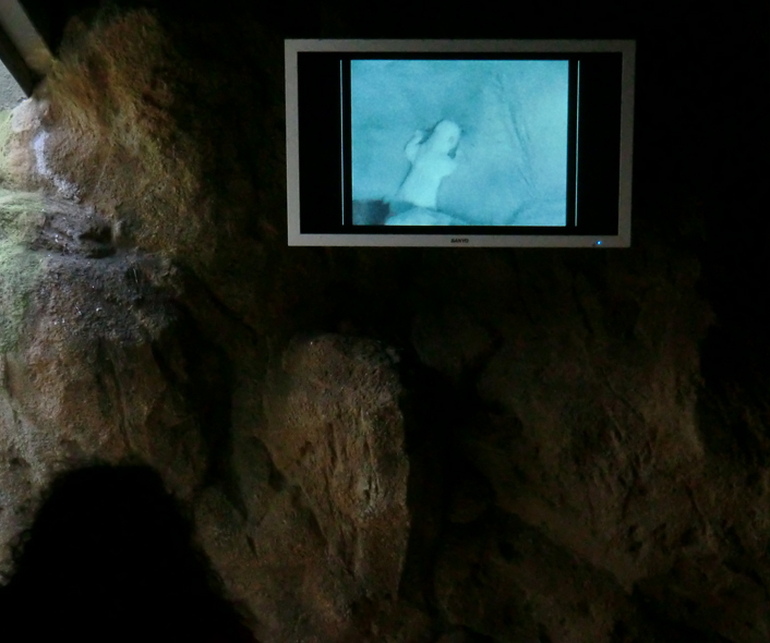 Monitor in der Pinguinanlage am 3. Februar 2012 im Wuppertaler Zoo