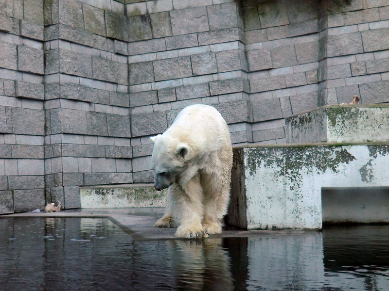 Eisbär LARS am 5. Februar 2012 im Wuppertaler Zoo