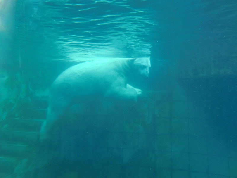Eisbär LARS am 5. Februar 2012 im Zoologischen Garten Wuppertal