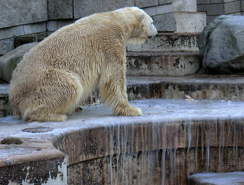 Eisbär LARS am 5. Februar 2012 im Zoologischen Garten Wuppertal