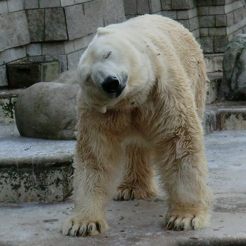 Eisbär LARS am 5. Februar 2012 im Wuppertaler Zoo