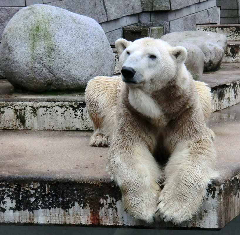 Eisbär LARS am 2. März 2012 im Zoo Wuppertal