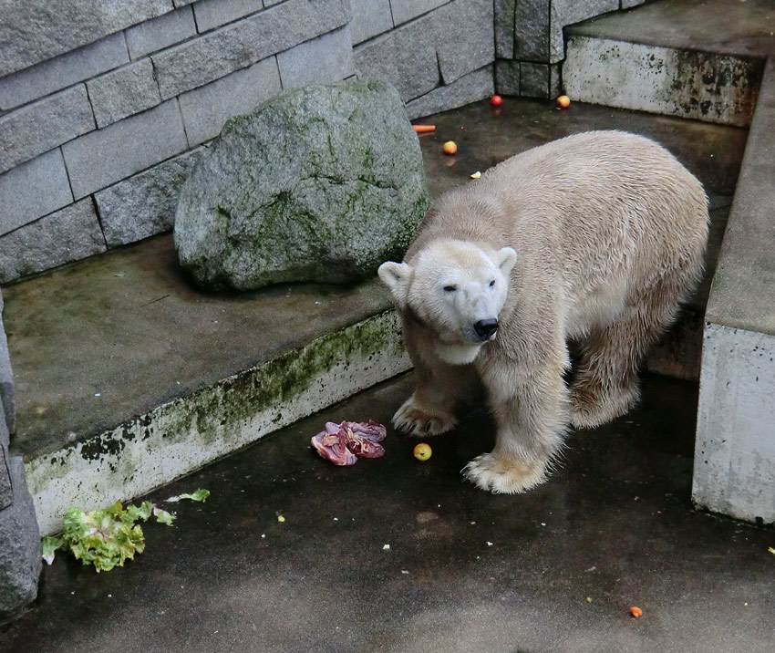 Eisbär LARS am 2. März 2012 im Zoologischen Garten Wuppertal