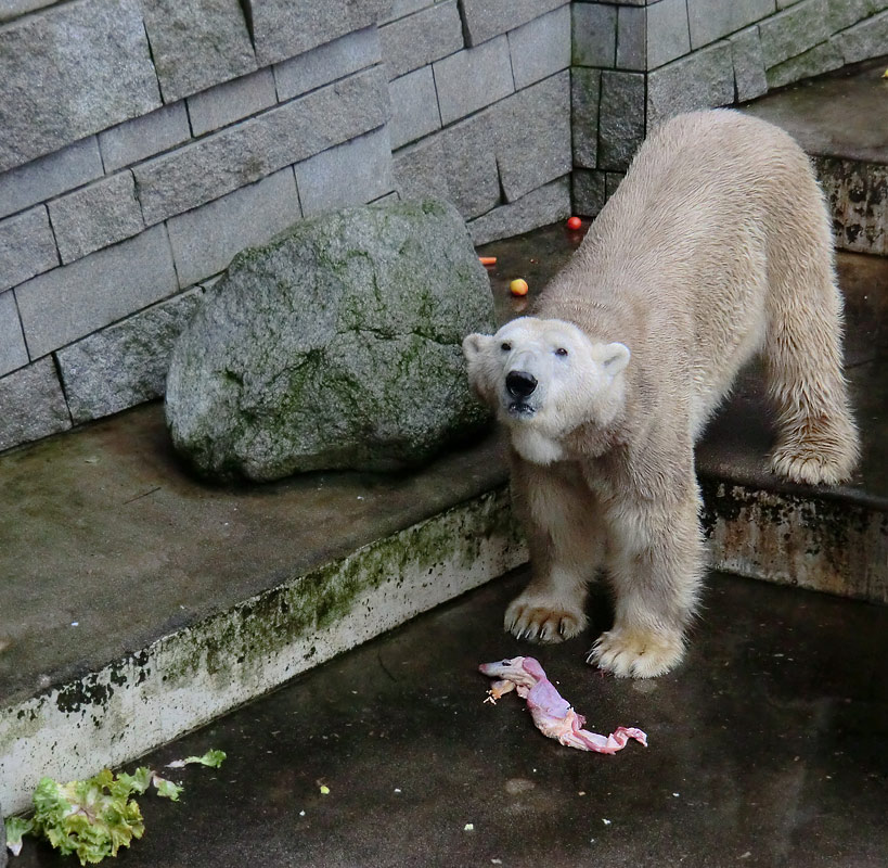 Eisbär LARS am 2. März 2012 im Zoologischen Garten Wuppertal