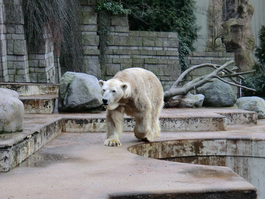 Eisbär LARS am 2. März 2012 im Zoo Wuppertal