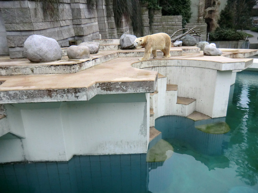 Eisbär LARS am 29. März 2012 im Wuppertaler Zoo