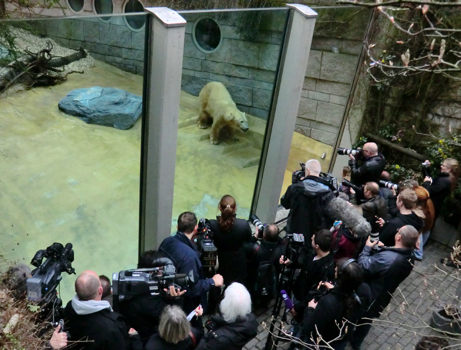 Eisbärin VILMA am 29. März 2012 im Zoo Wuppertal