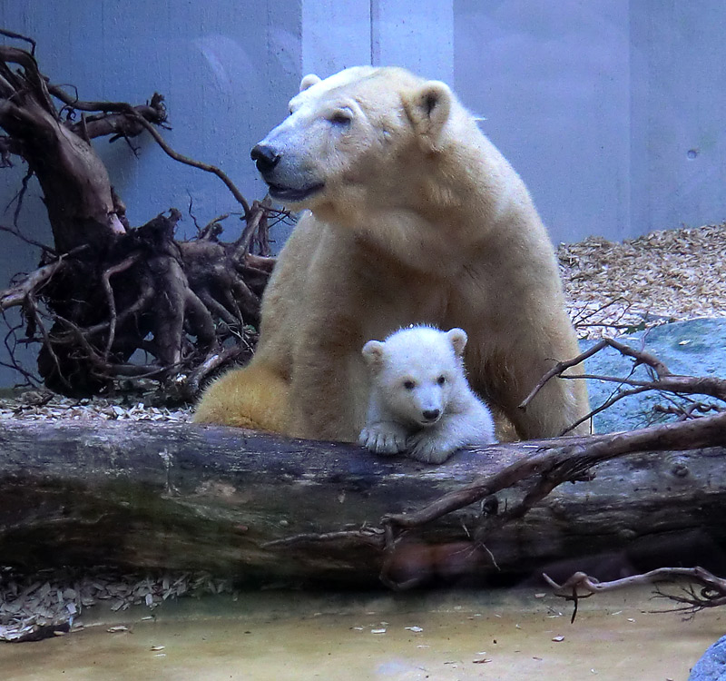 Eisbärin VILMA mit Eisbärbaby ANORI am 29. März 2012 im Zoologischen Garten Wuppertal