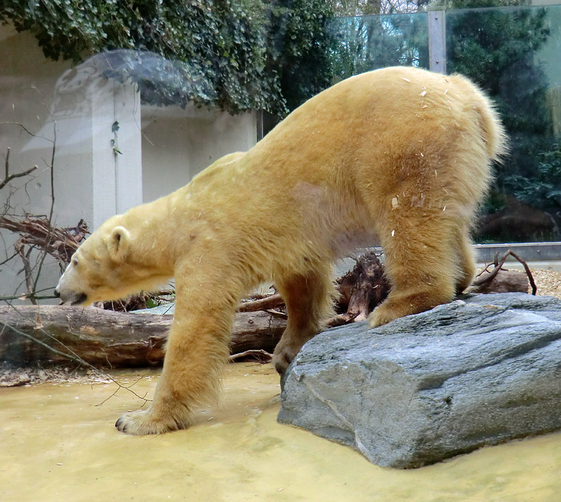 Eisbärin VILMA am 29. März 2012 im Zoo Wuppertal