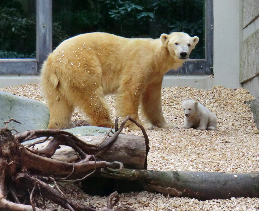Eisbärin VILMA mit Eisbärbaby ANORI am 29. März 2012 im Zoo Wuppertal