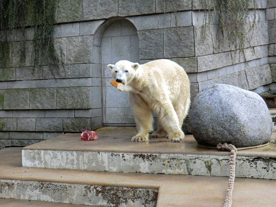 Eisbär LARS am 30. März 2012 im Zoologischen Garten Wuppertal