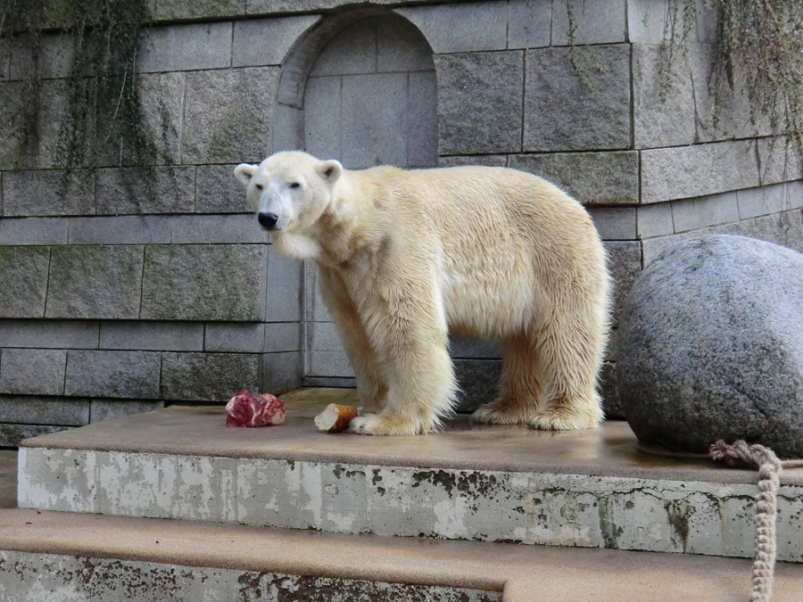 Eisbär LARS am 30. März 2012 im Wuppertaler Zoo