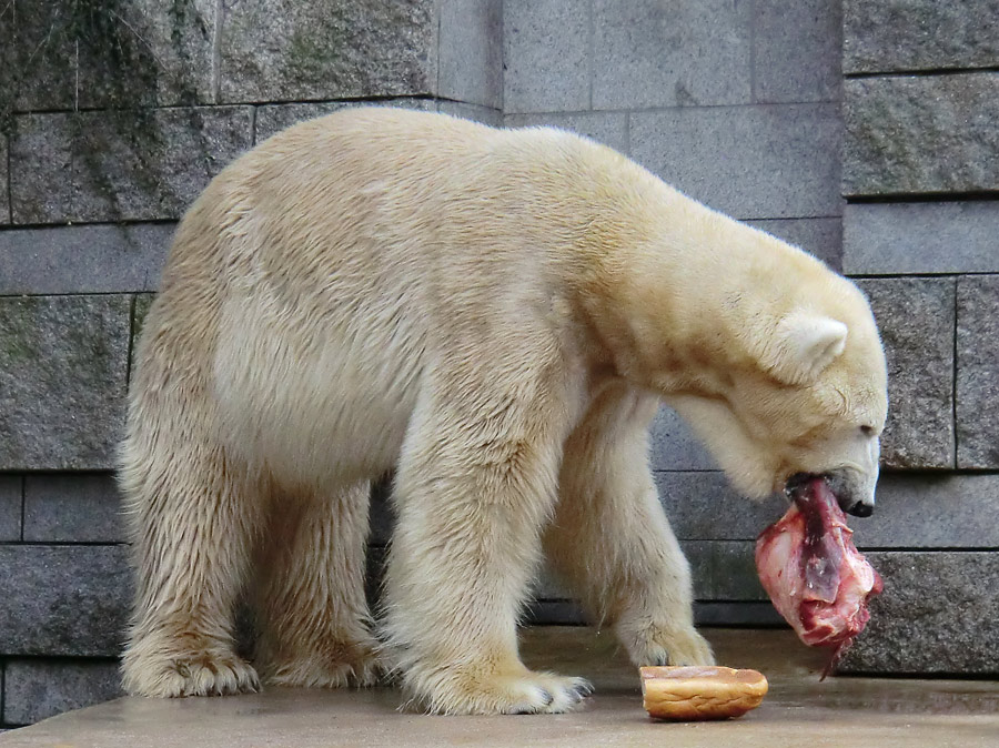 Eisbär LARS am 30. März 2012 im Zoo Wuppertal
