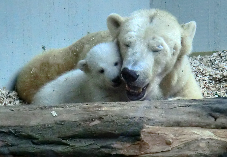 Eisbärin VILMA mit Eisbärbaby ANORI am 30. März 2012 im Zoologischen Garten Wuppertal