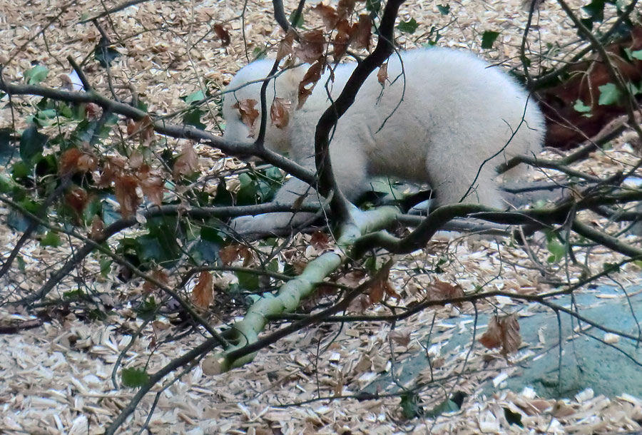 Eisbärbaby ANORI am 31. März 2012 im Zoo Wuppertal