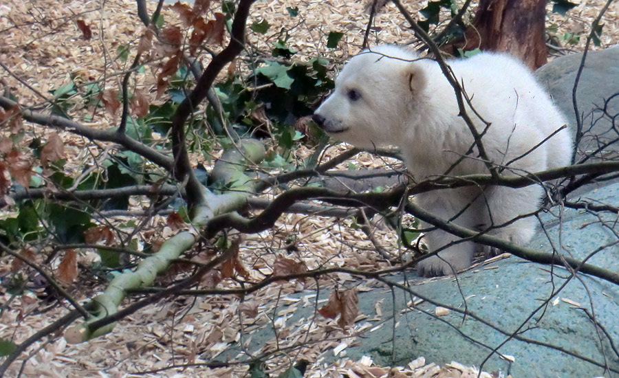 Eisbärbaby ANORI am 31. März 2012 im Zoologischen Garten Wuppertal