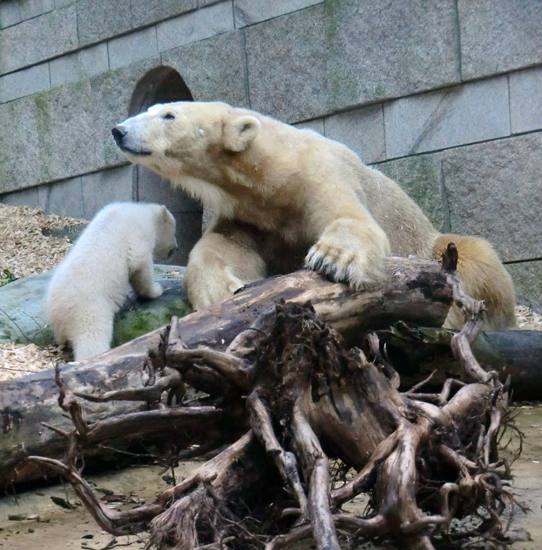 Eisbärin VILMA mit Eisbärbaby ANORI am 31. März 2012 im Zoologischen Garten Wuppertal