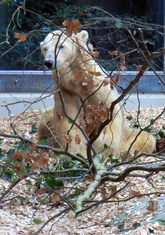 Eisbärin VILMA am 31. März 2012 im Wuppertaler Zoo