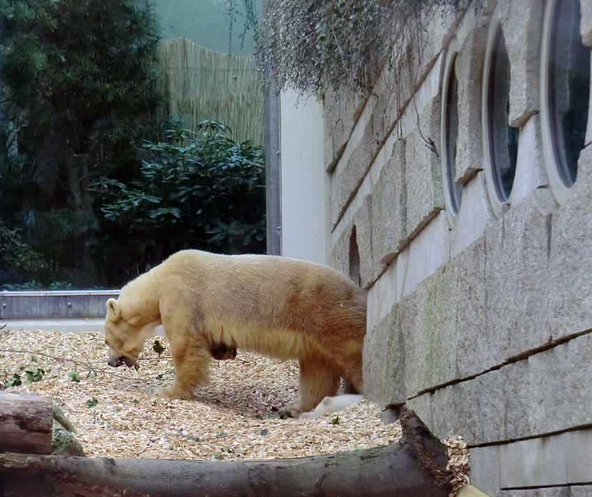 Eisbärin VILMA mit Eisbärbaby ANORI am 31. März 2012 im Zoo Wuppertal