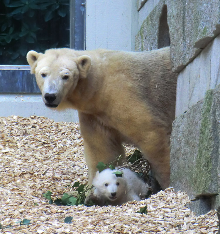 Eisbärin VILMA mit Eisbärbaby ANORI am 31. März 2012 im Zoologischen Garten Wuppertal