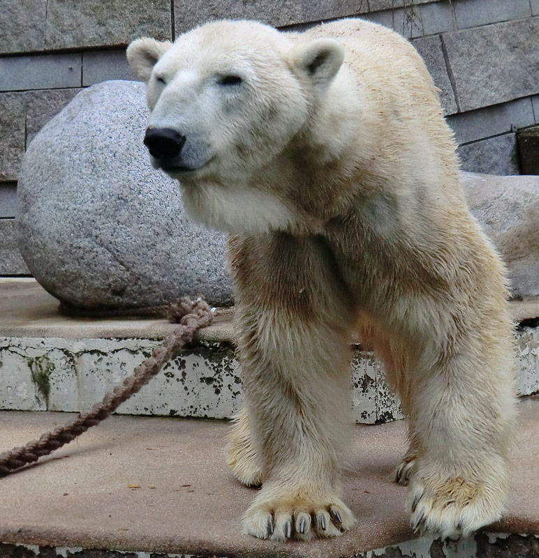 Eisbär LARS am 6. April 2012 im Zoo Wuppertal