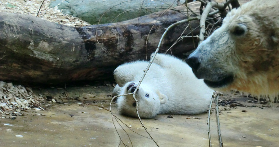Eisbär-Mädchen ANORI am 6. April 2012 im Zoologischen Garten Wuppertal