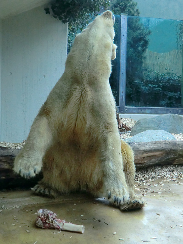 Eisbärin VILMA am 6. April 2012 im Wuppertaler Zoo