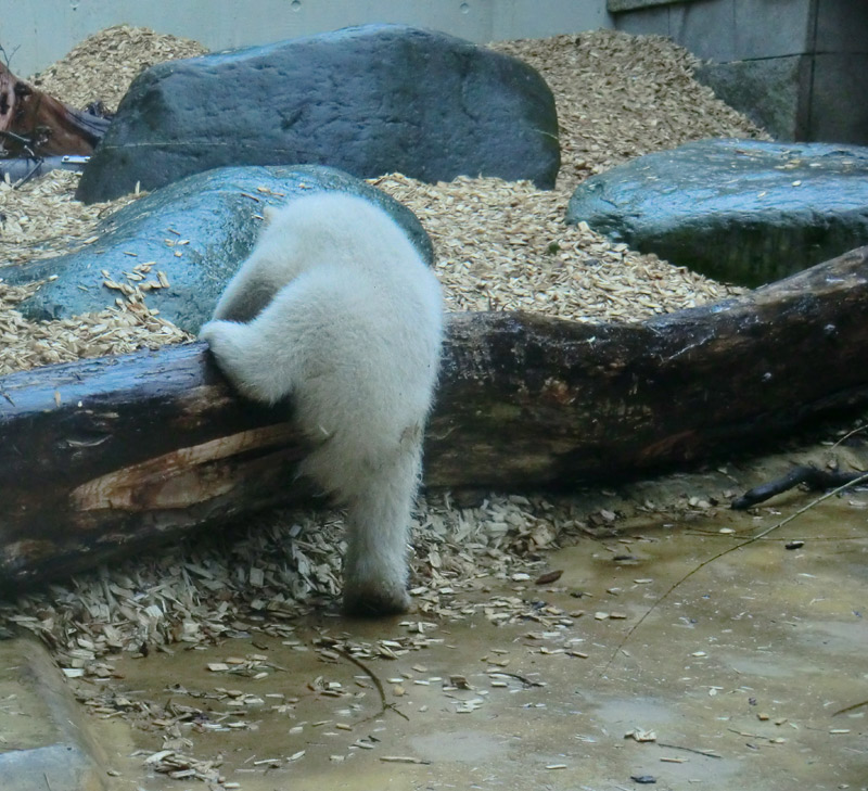 Eisbärin VILMA mit Eisbärchen ANORI am 7. April 2012 im Zoologischen Garten Wuppertal