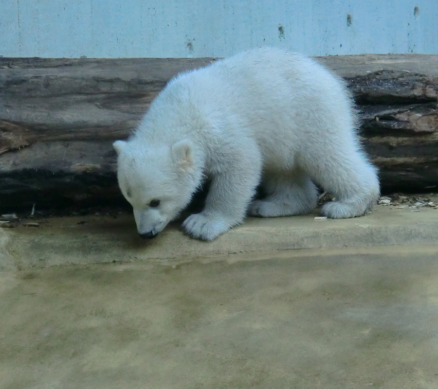 Eisbärjungtier ANORI am 7. April 2012 im Zoologischen Garten Wuppertal