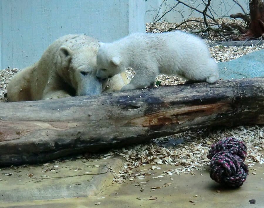 Eisbärin VILMA mit Eisbärchen ANORI am 7. April 2012 im Wuppertaler Zoo