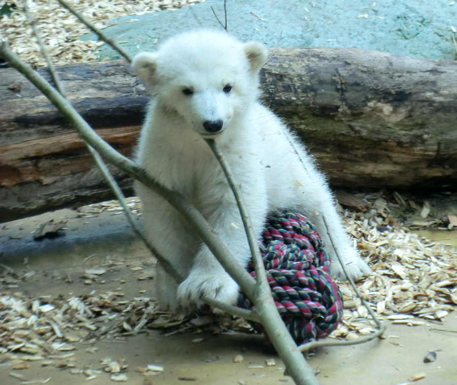 Eisbär-Mädchen ANORI am 7. April 2012 im Zoologischen Garten Wuppertal