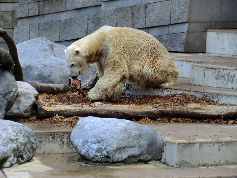 Eisbär LARS am 8. April 2012 im Zoo Wuppertal