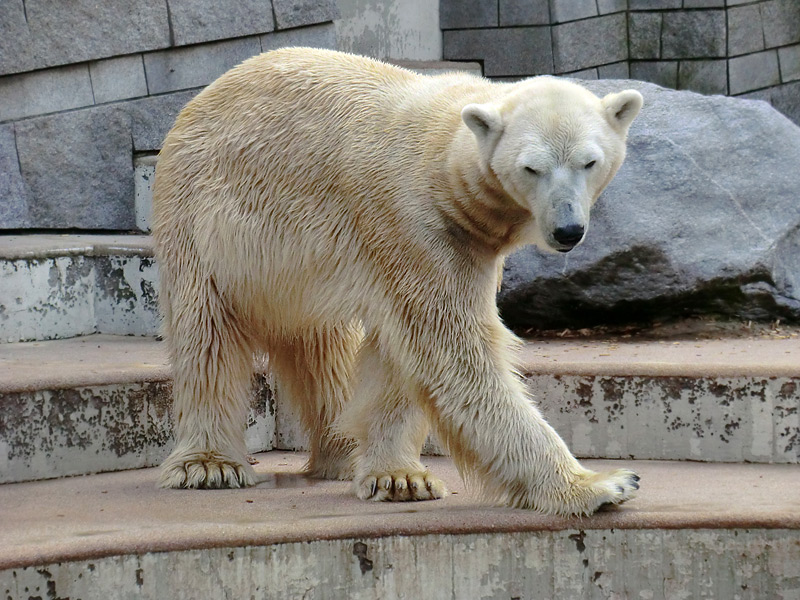 Eisbär LARS am 8. April 2012 im Wuppertaler Zoo