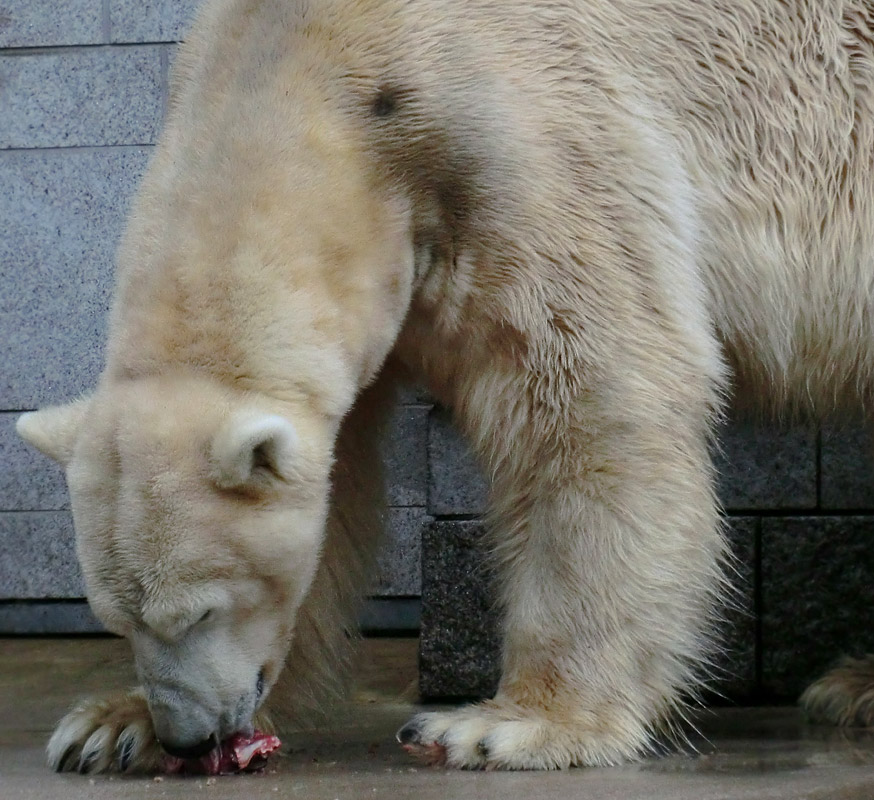 Eisbär LARS am 21. April 2012 im Wuppertaler Zoo