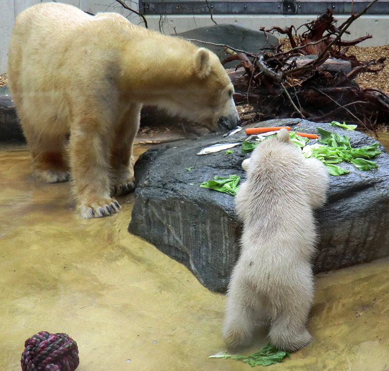 Eisbärin VILMA und Eisbärbaby ANORI am 21. April 2012 im Zoo Wuppertal