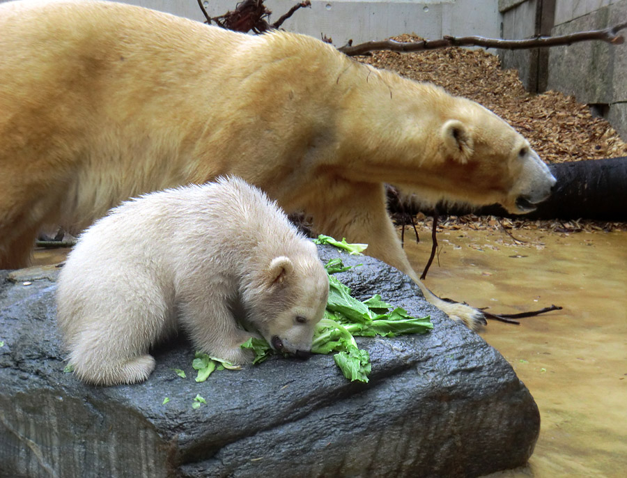 Eisbärbaby ANORI und Eisbärin VILMA am 21. April 2012 im Wuppertaler Zoo