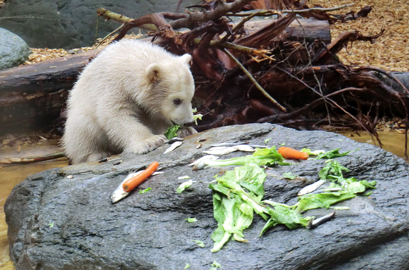 Eisbärbaby ANORI am 21. April 2012 im Zoologischen Garten Wuppertal