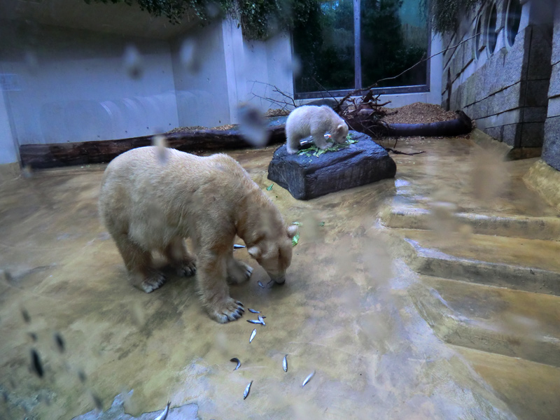 Eisbärin VILMA und Eisbärbaby ANORI am 21. April 2012 im Zoologischen Garten Wuppertal