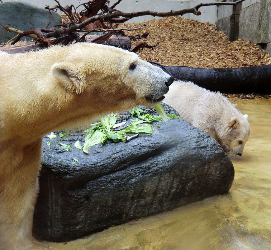 Eisbärin VILMA und Eisbärbaby ANORI am 21. April 2012 im Wuppertaler Zoo